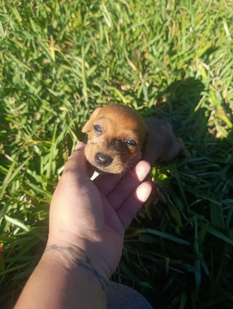 Filhote Dachshund 437443597718661123