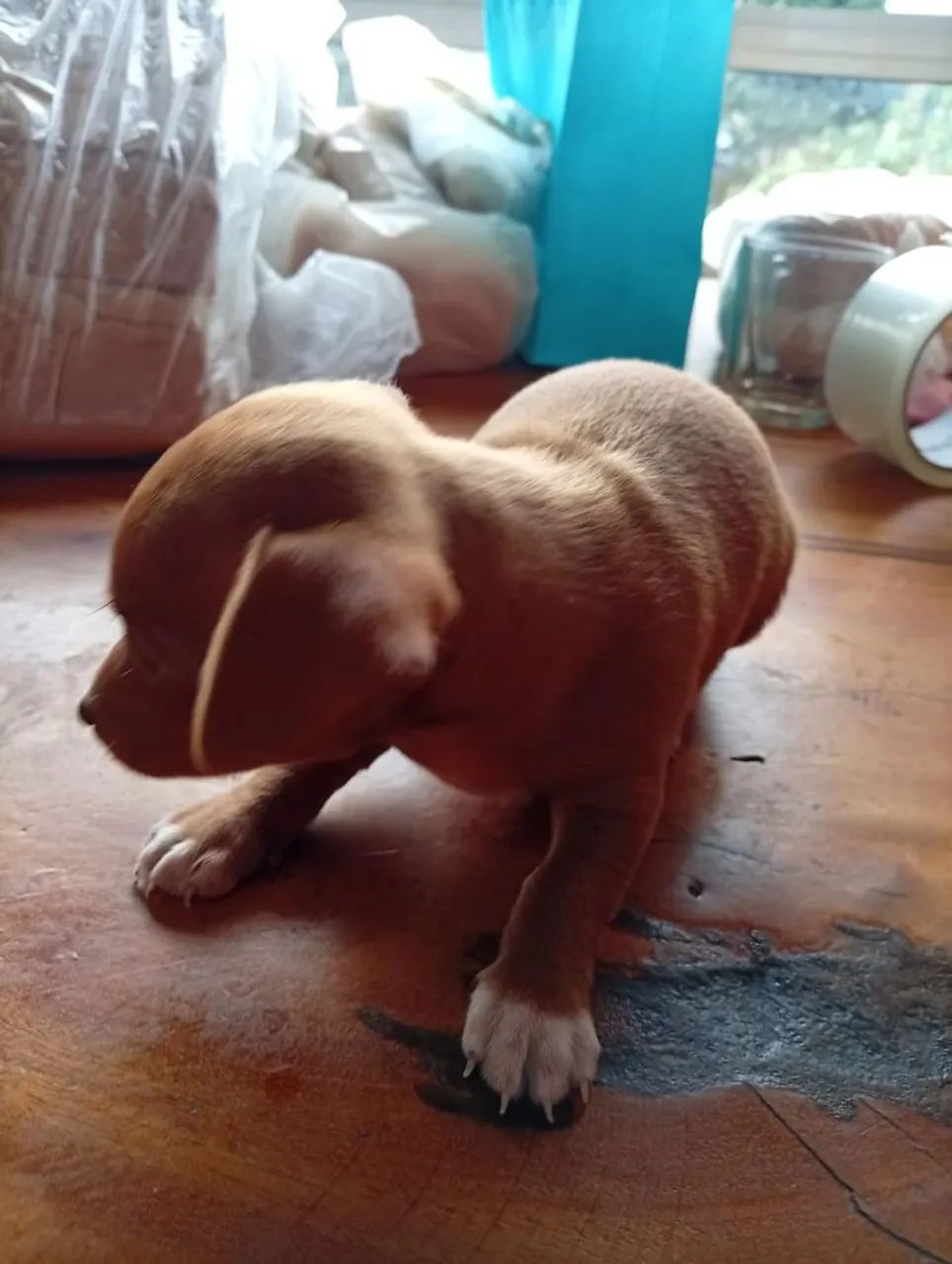 Pinscher 1  - Foto 4