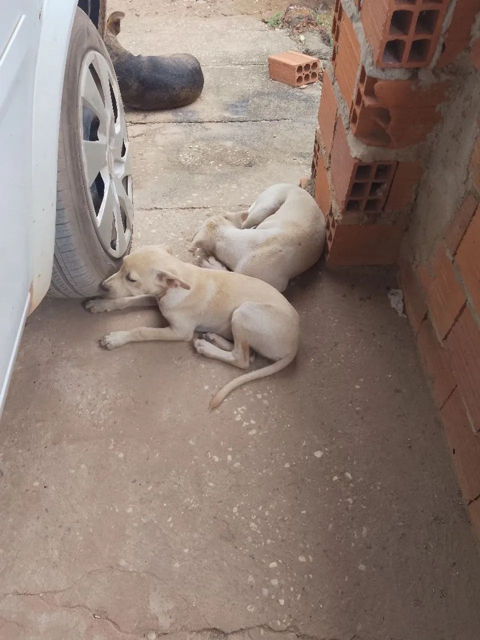 Doação conciente