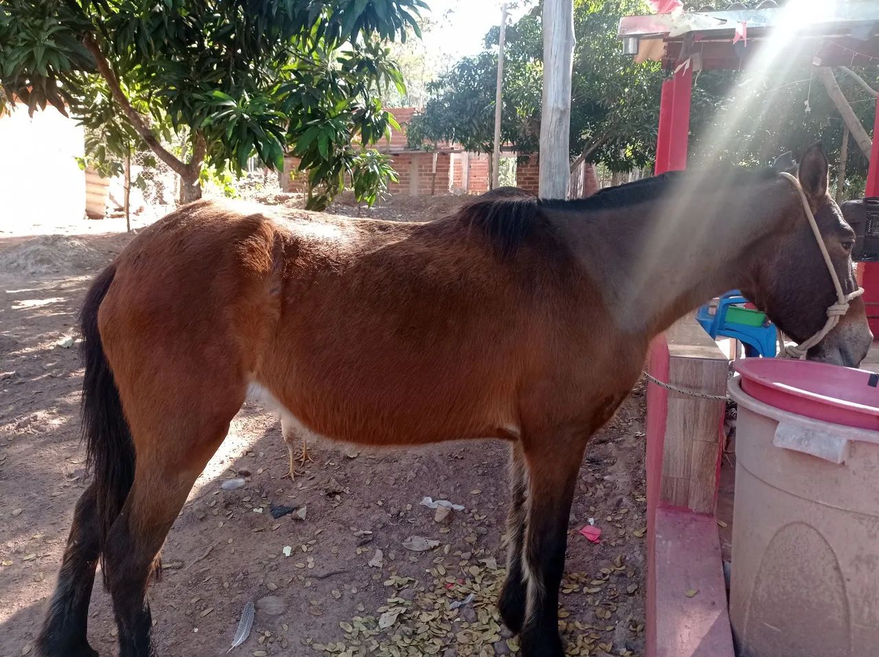 Égua 3 anos manchinha  - Foto 2