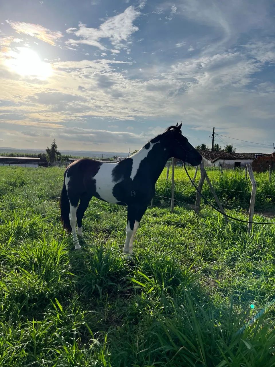 OPORTUNIDADE DUPLA: Cavalo Mangalarga Marchador Registrado + Égua Prenha - Foto 5