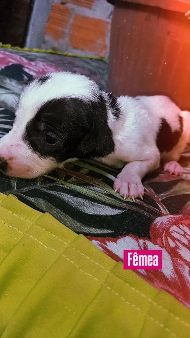 Doação  - Foto 3