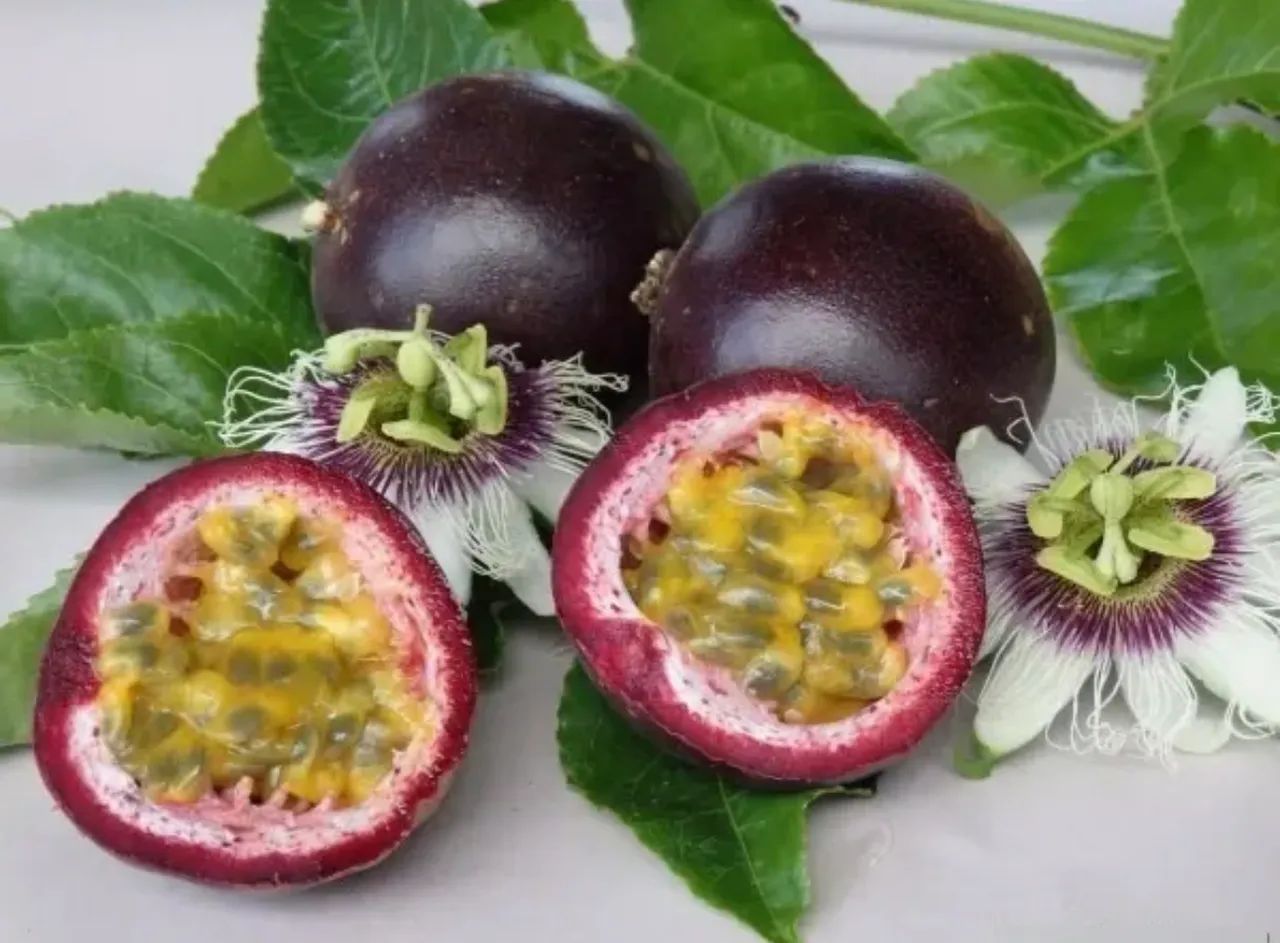 MUDAS MARACUJÁ ROXO  - Foto 4