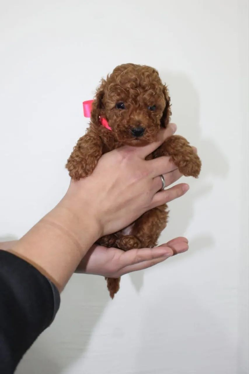 Poodle red  - Foto 2