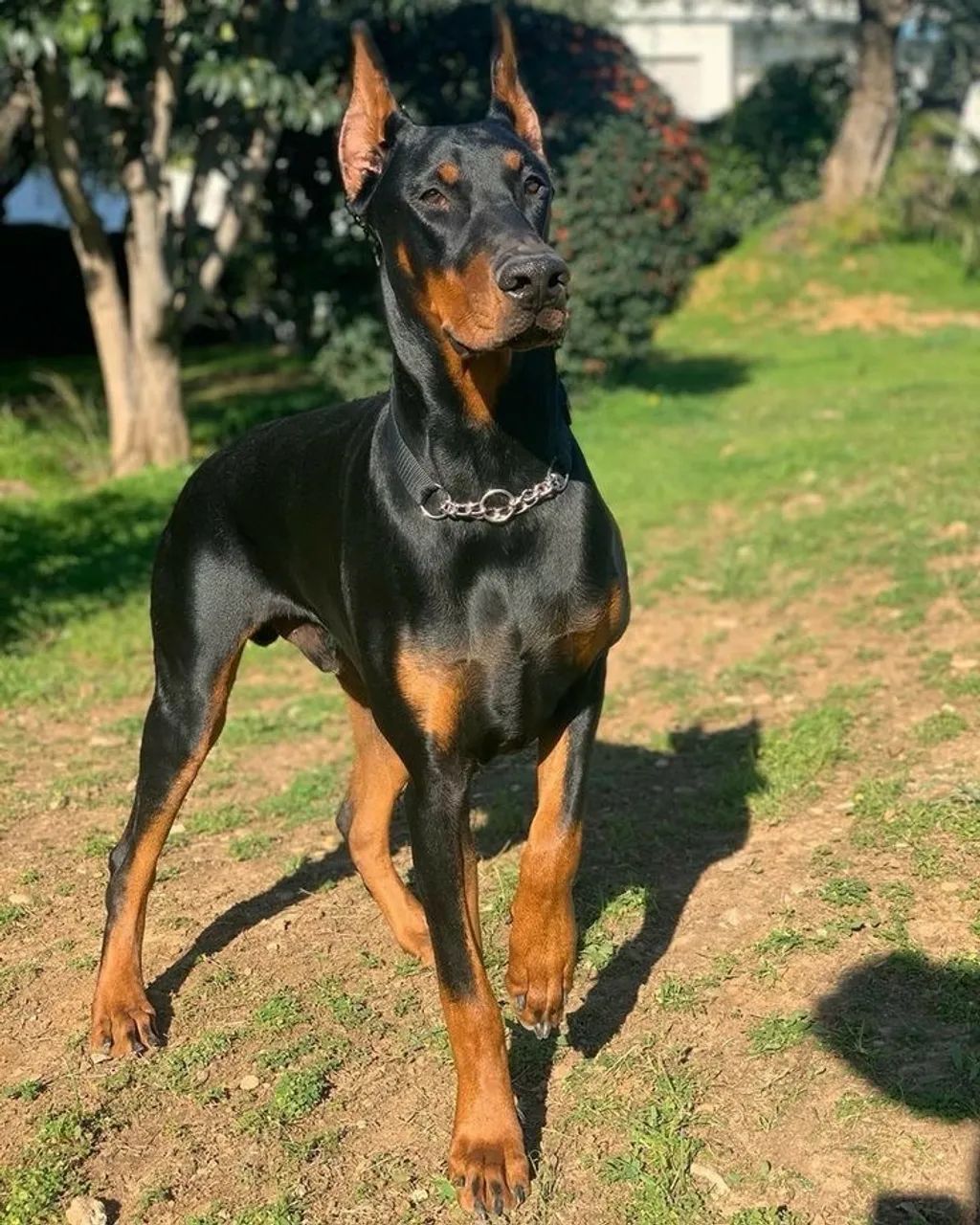 Filhote de Doberman - Foto 3