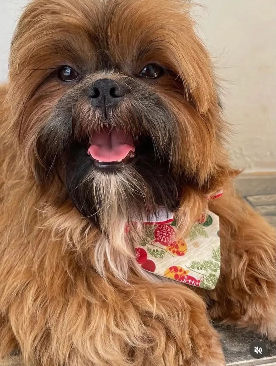 Cachorro - Foto 2