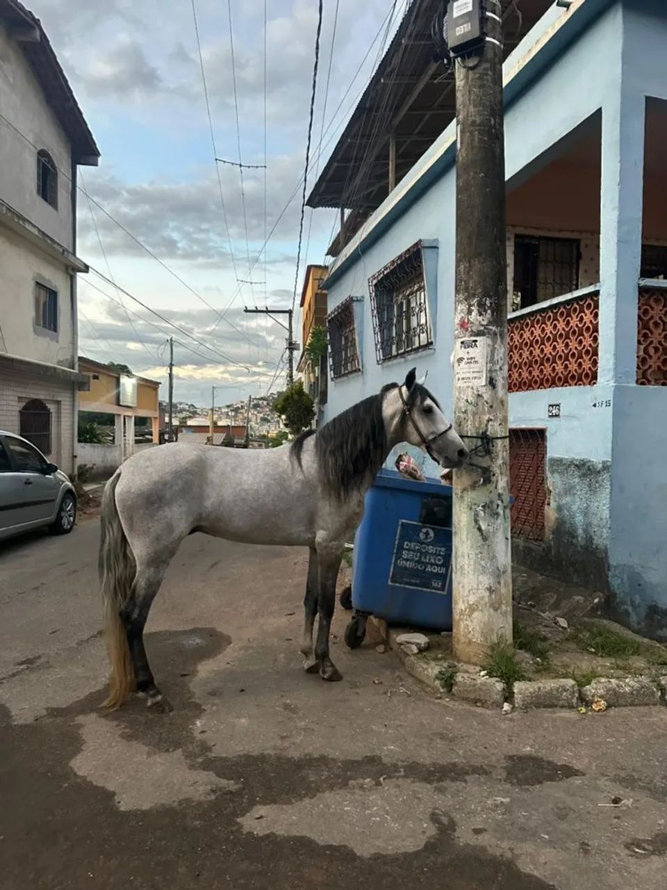 Potro mangalarga  - Foto 3