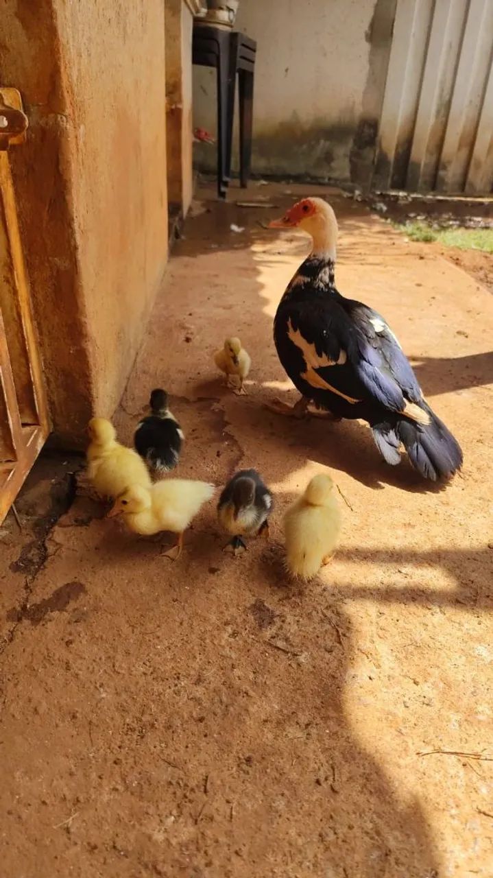 Patinhos 