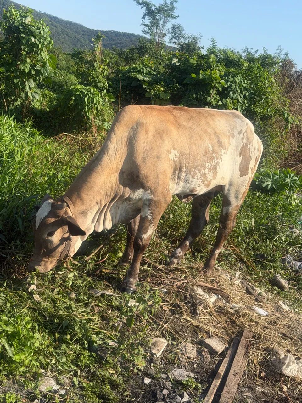 Vaca