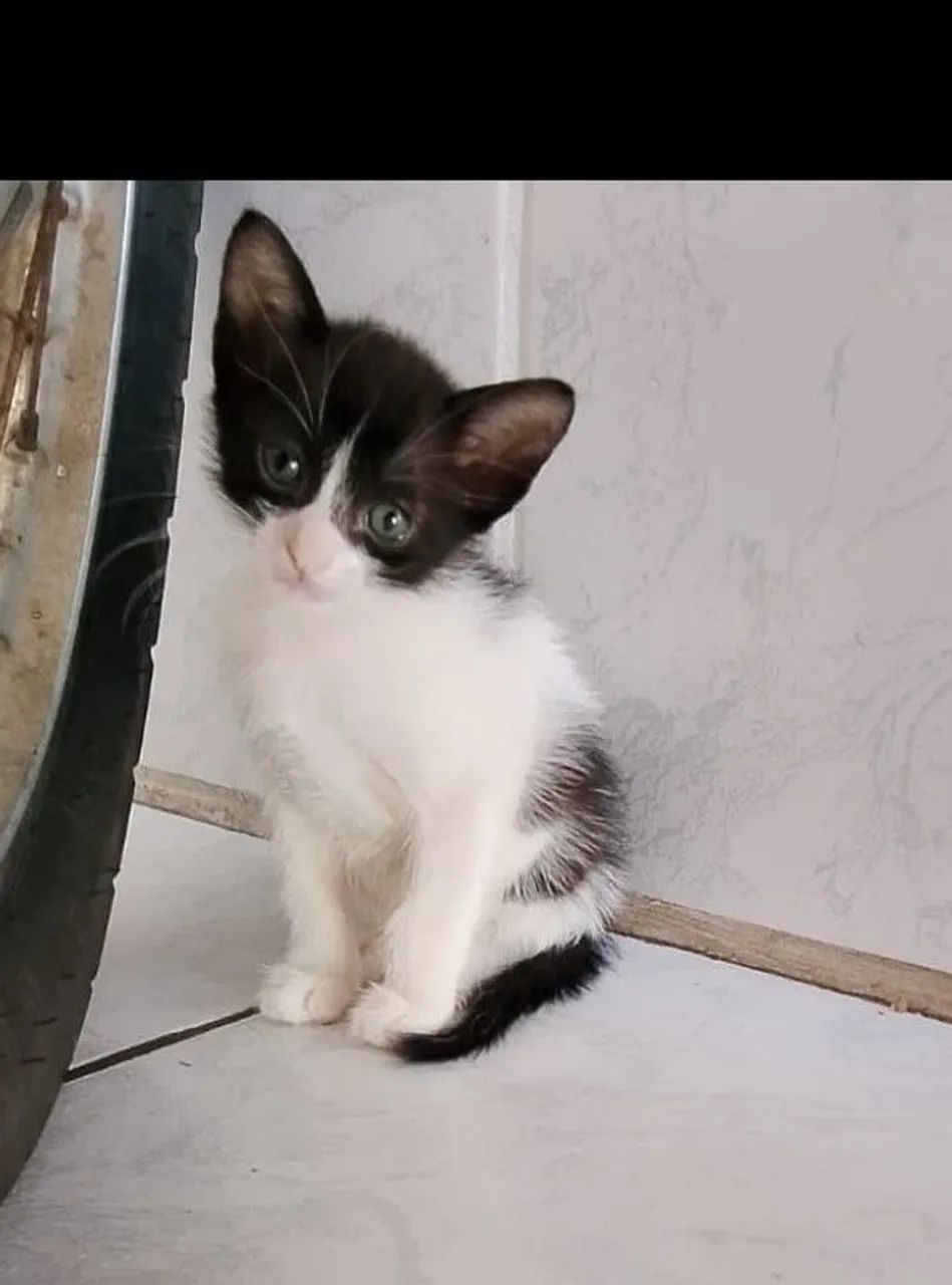 Doacao De GATOS - Foto 3
