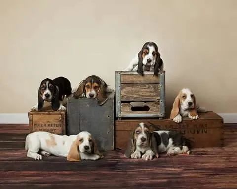 Basset Hound