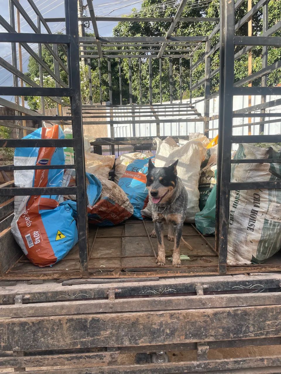 Blue heeler  - Foto 2