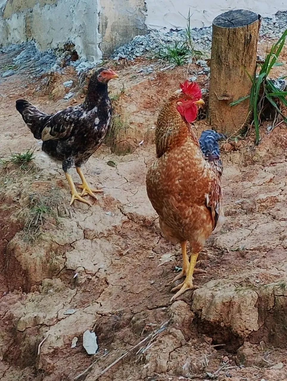 Vendo galos e Galinhas  - Foto 3