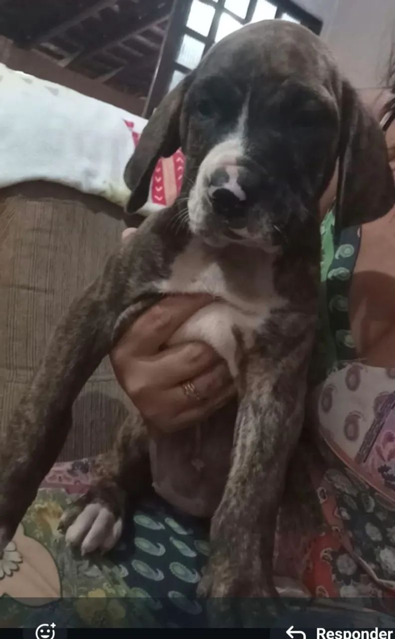 Fila Brasileiro  - Foto 5