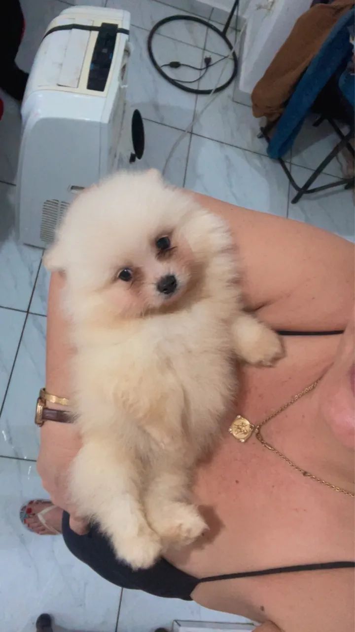 Filhotes de Sptiz Alemão  - Foto 2