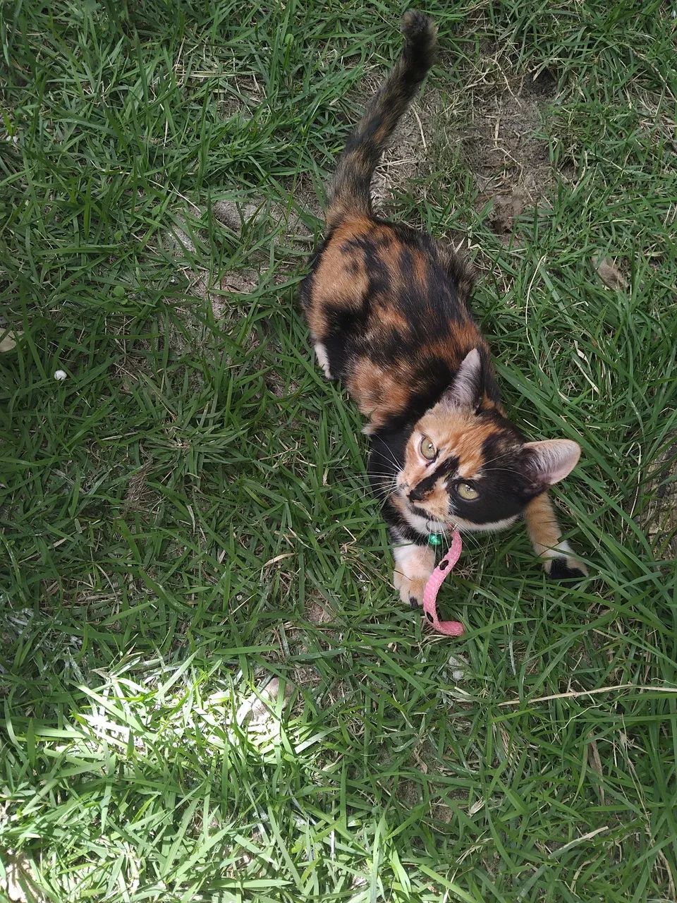 Gatinha para doação 