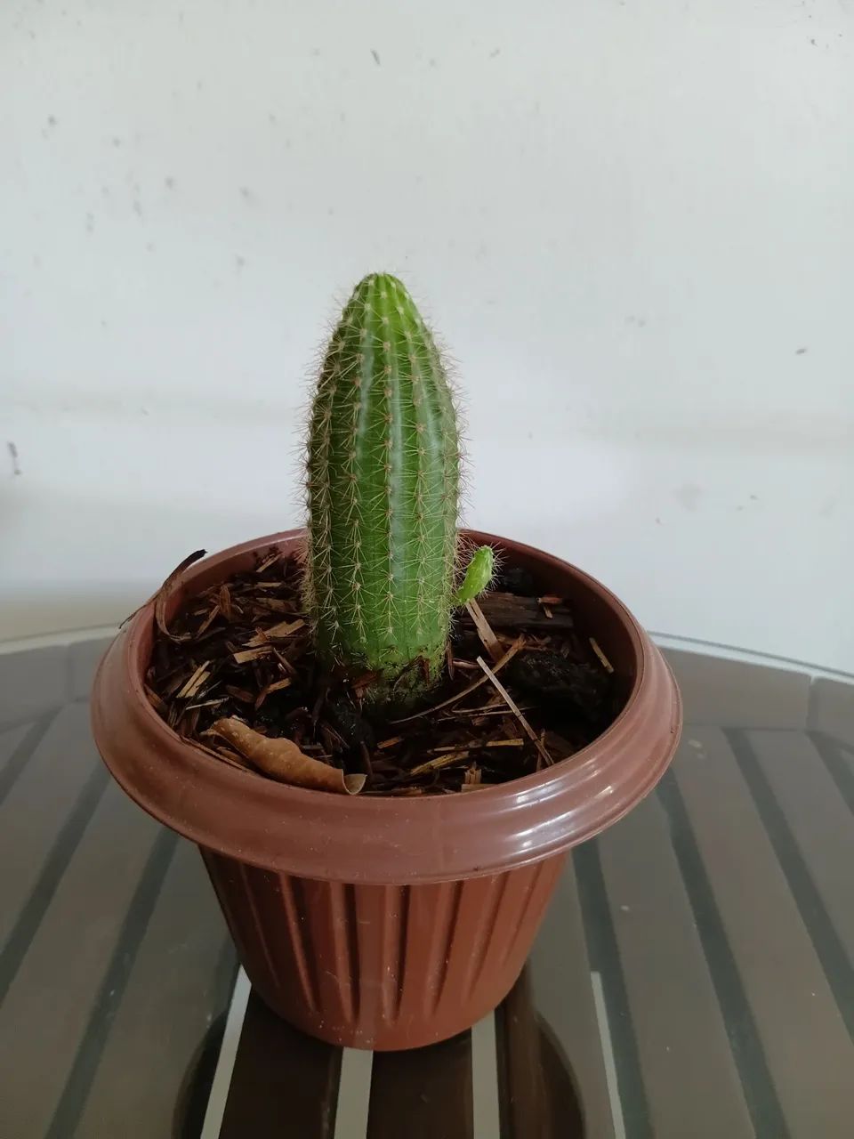 Cacto ? 