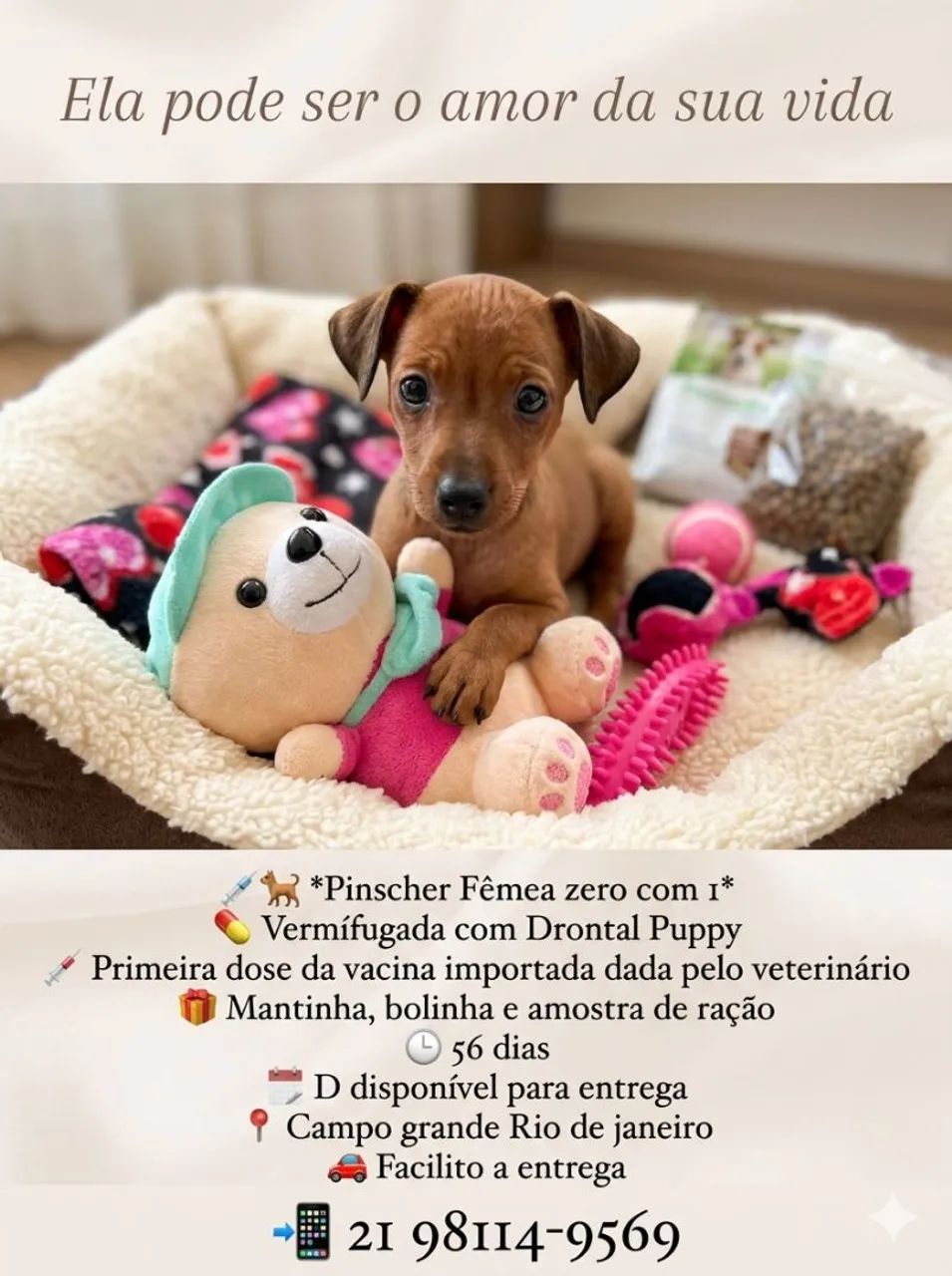 Fêmea de pinscher zero com 1  - Foto 3
