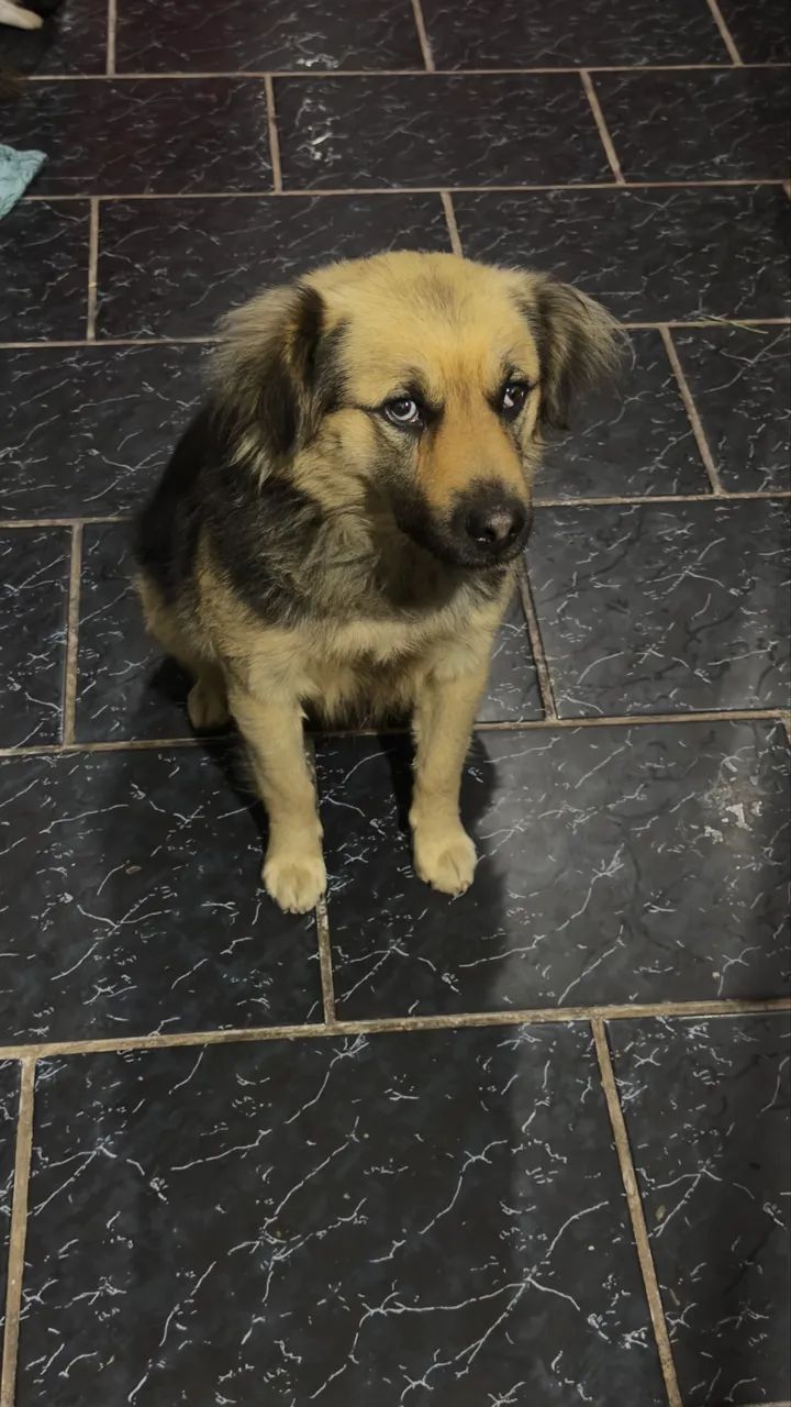 Cachorro dócil para adoção  - Foto 2