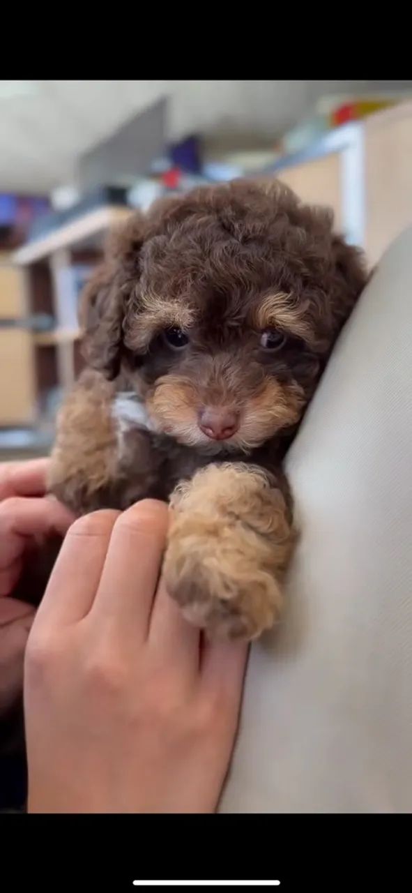 Poodle  - Foto 2