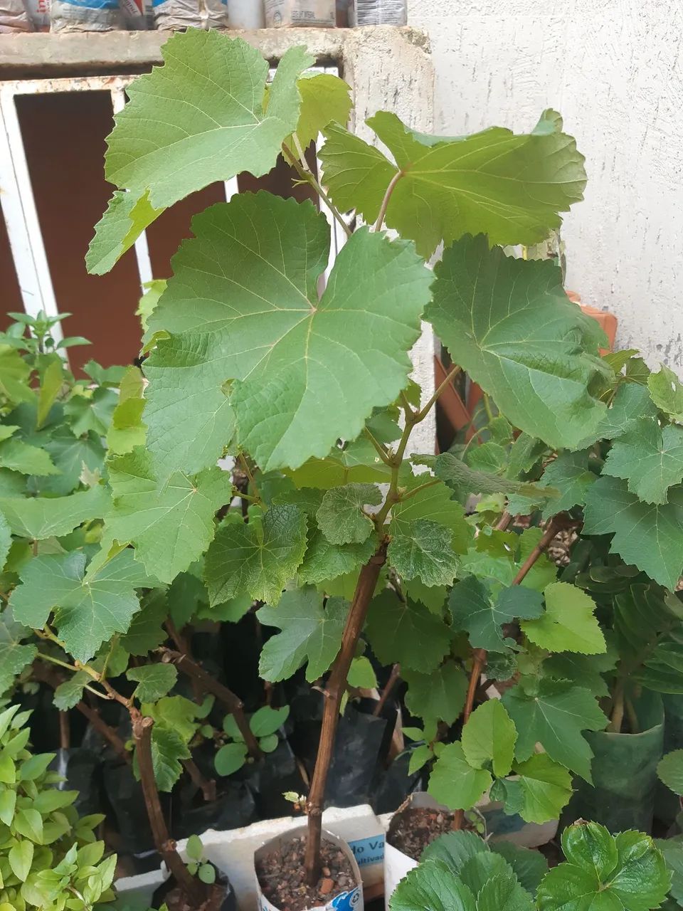 Mudas frutiferas - Foto 3