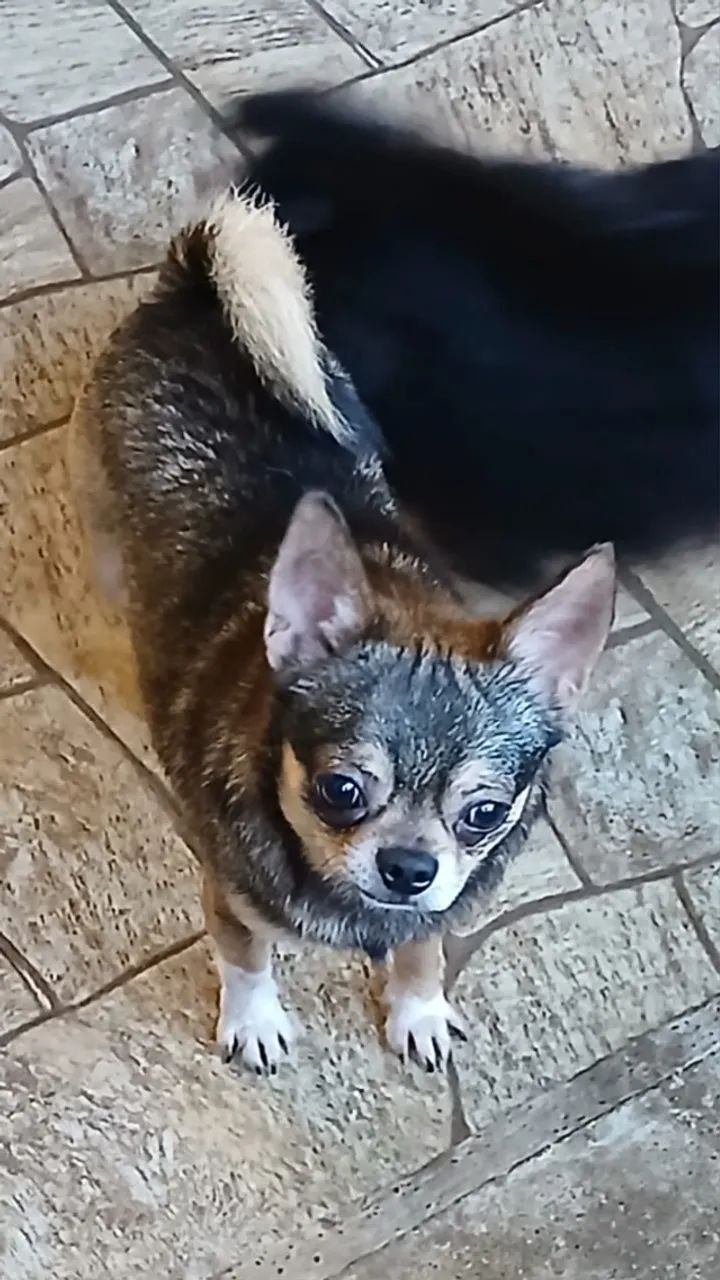 chihuahua 