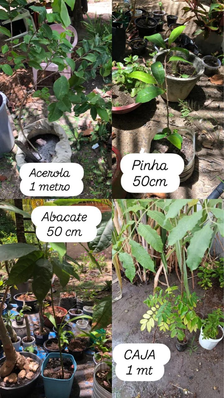 MUDAS FRUTÍFERAS  - Foto 3