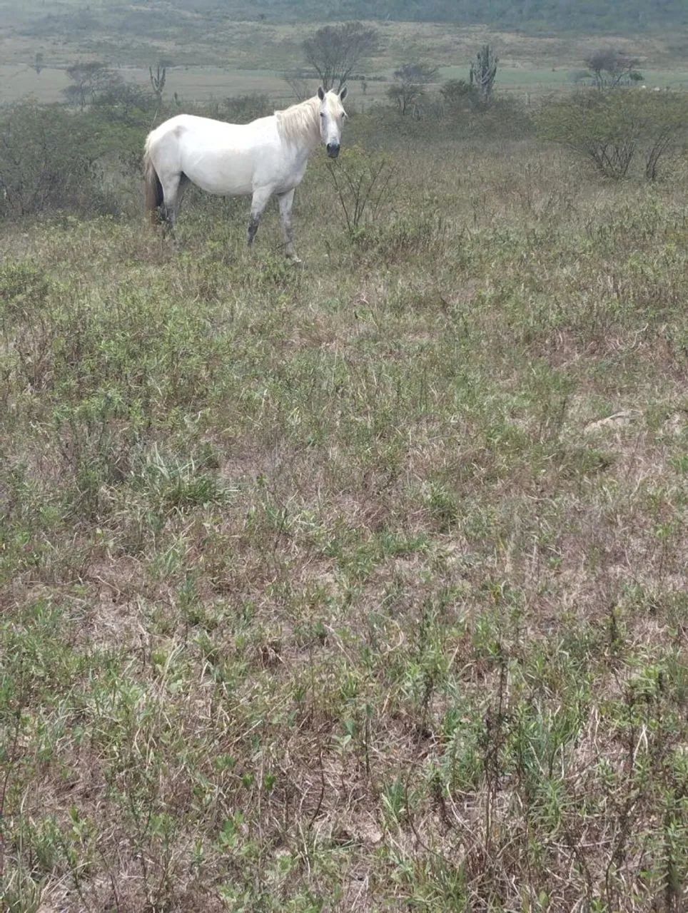 Vende-se Égua e potro mangalarga 