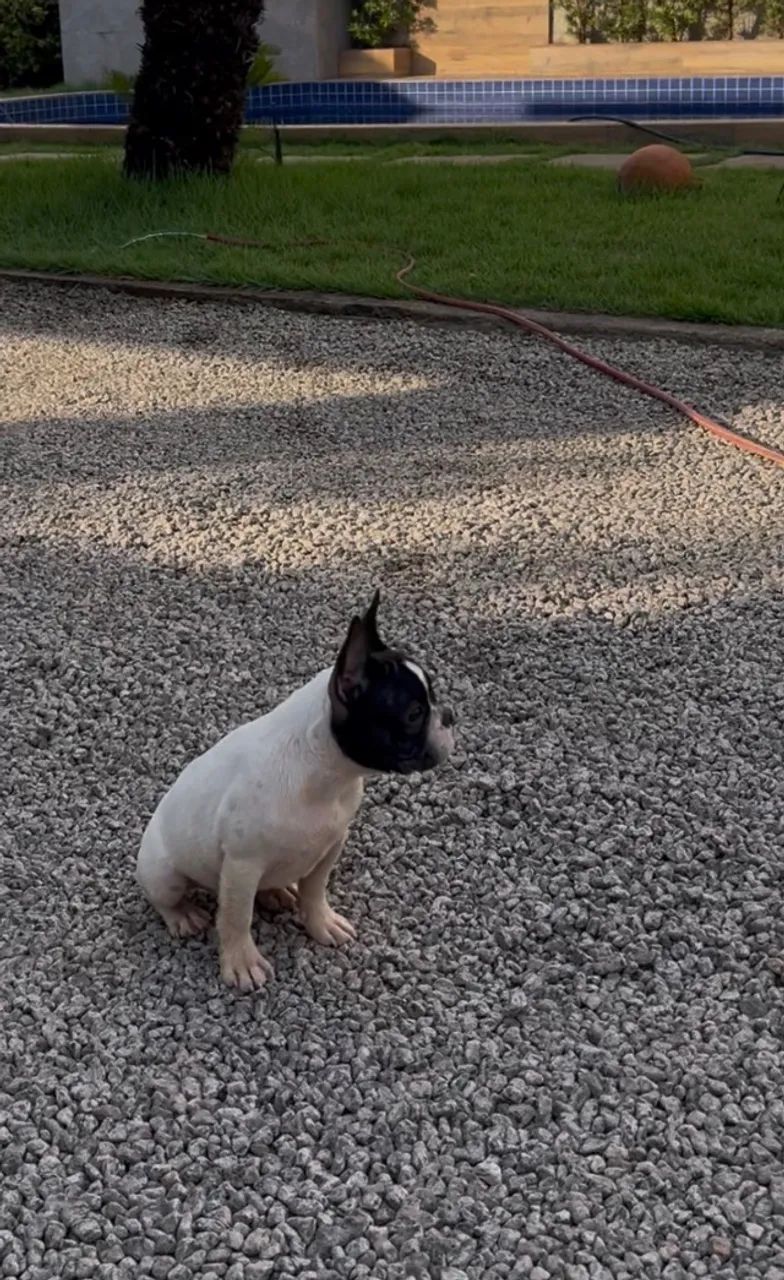 Filhote de buldogue francês  - Foto 3