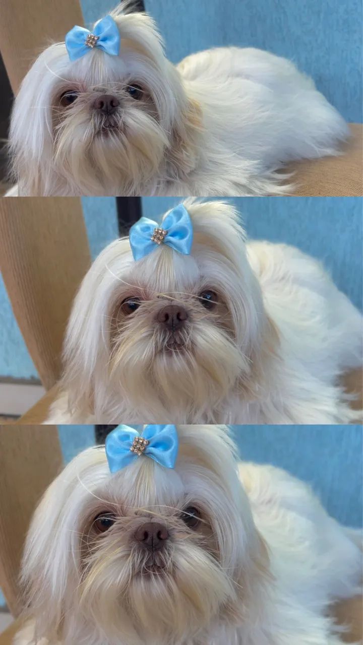 Shihtzu macho para cruzar 