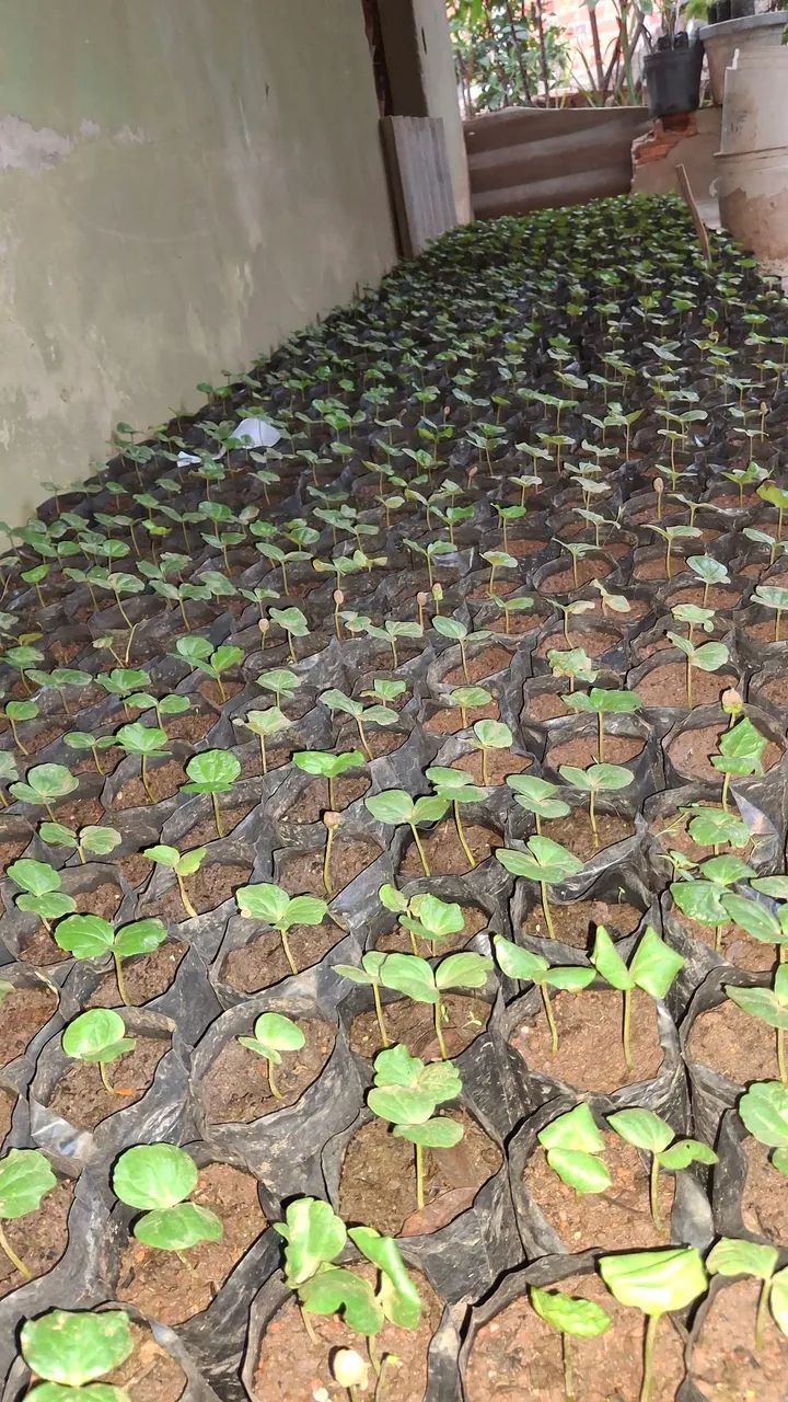 MUDAS DE CAFÉ CATUAÍ À VENDA  - Foto 3