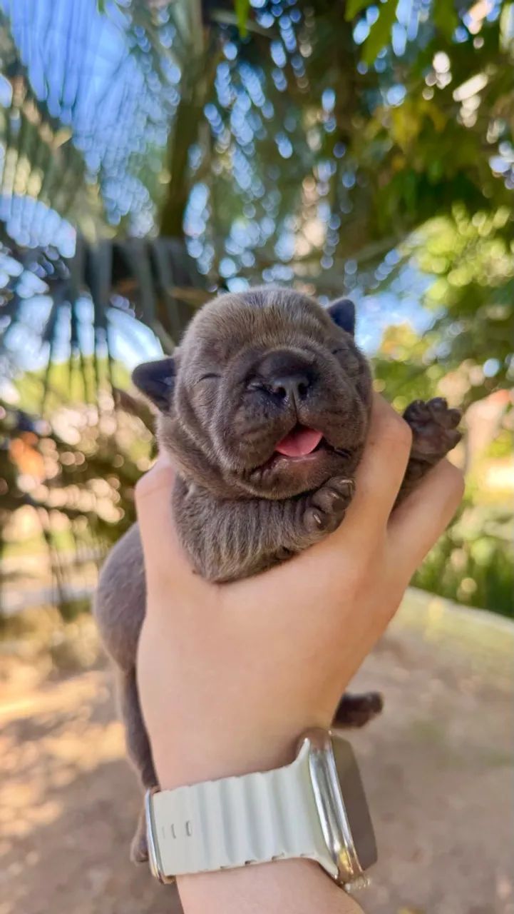 BULLDOG FRANCÊS BLUE - RESERVAS ABERTAS 