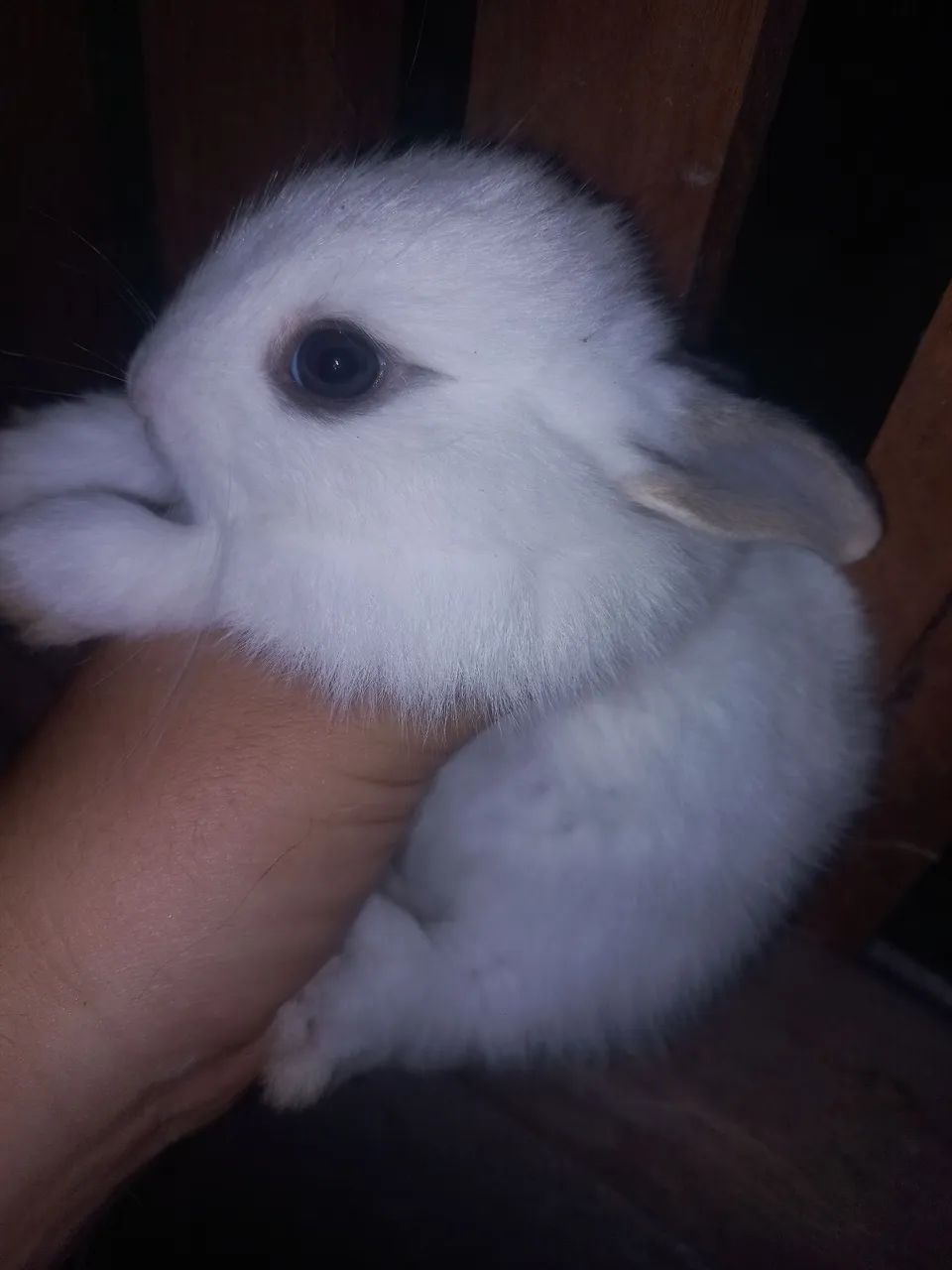 Coelhos filhotes 