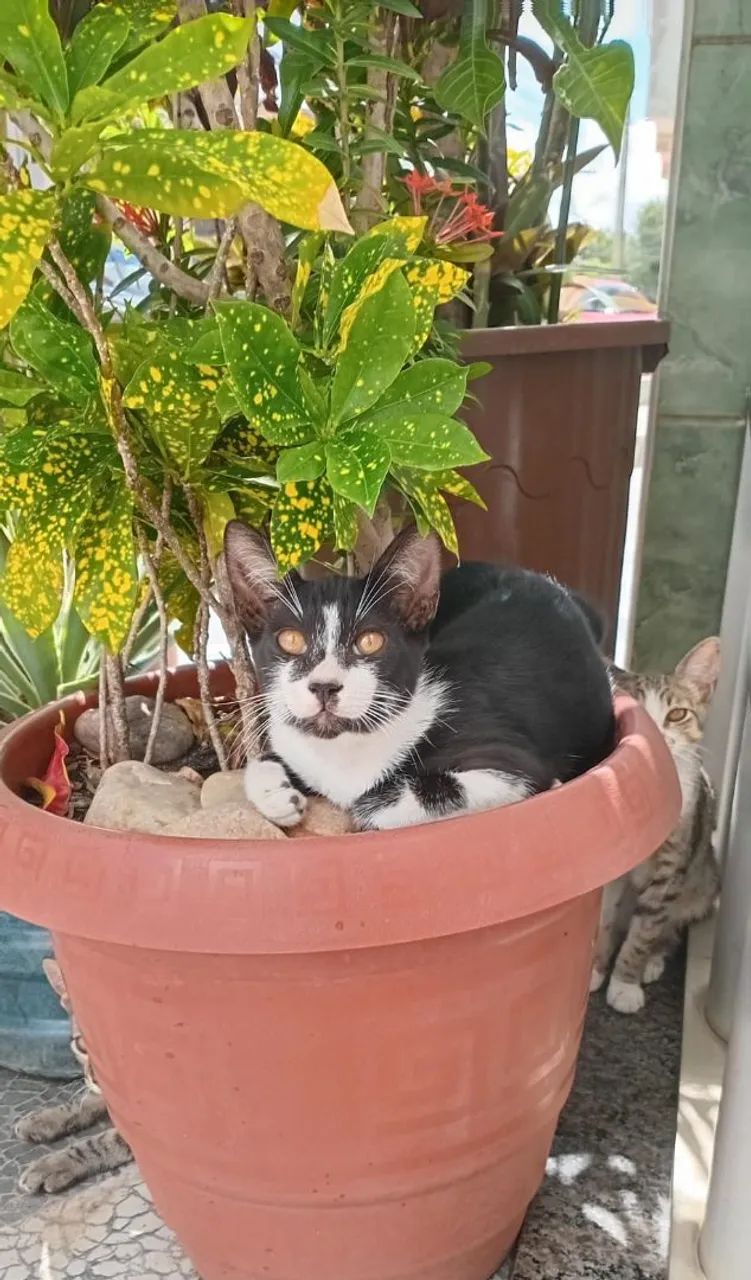 Gato 