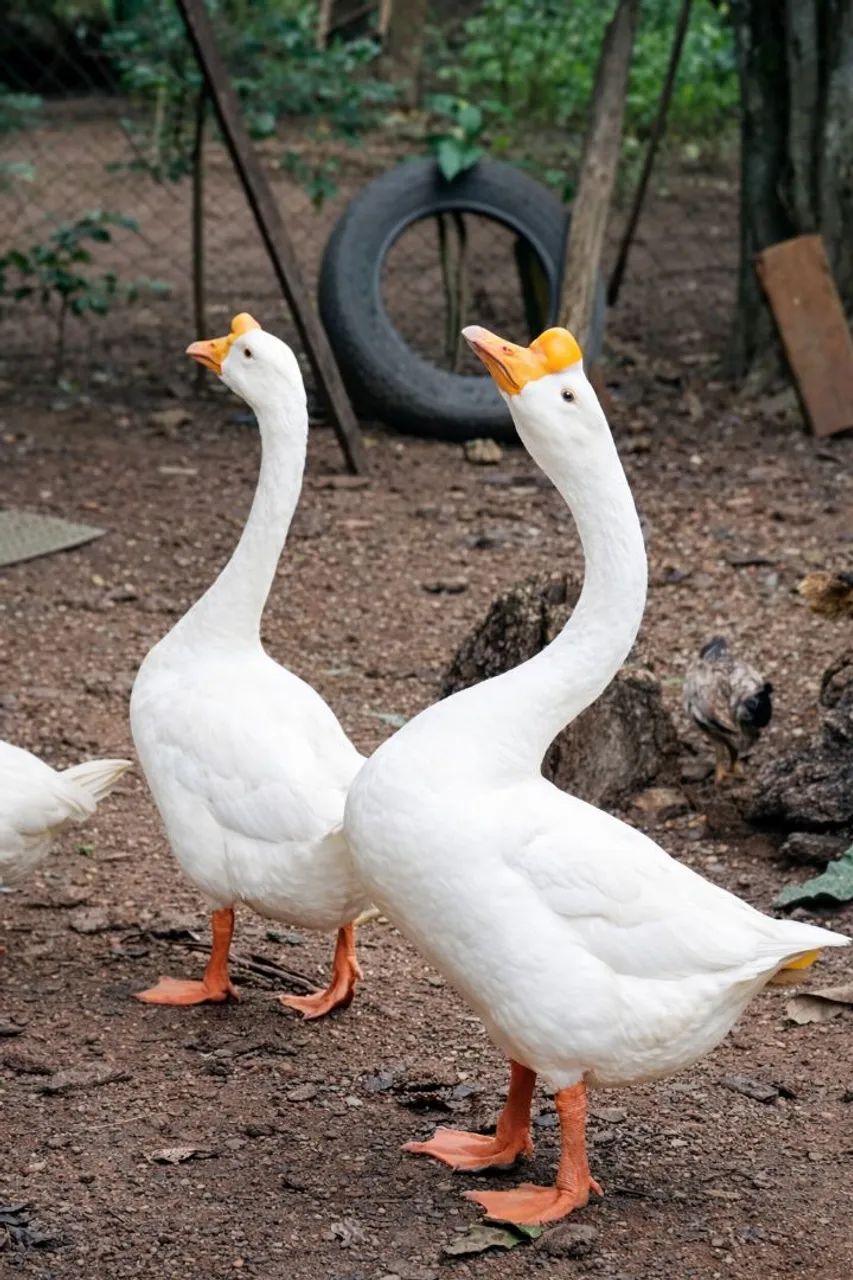 Casal de Gansos Sinaleiros ?