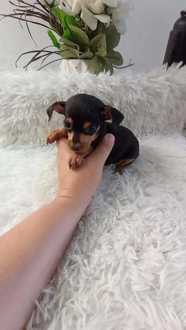 Pinscher zerinho macho - Foto 5