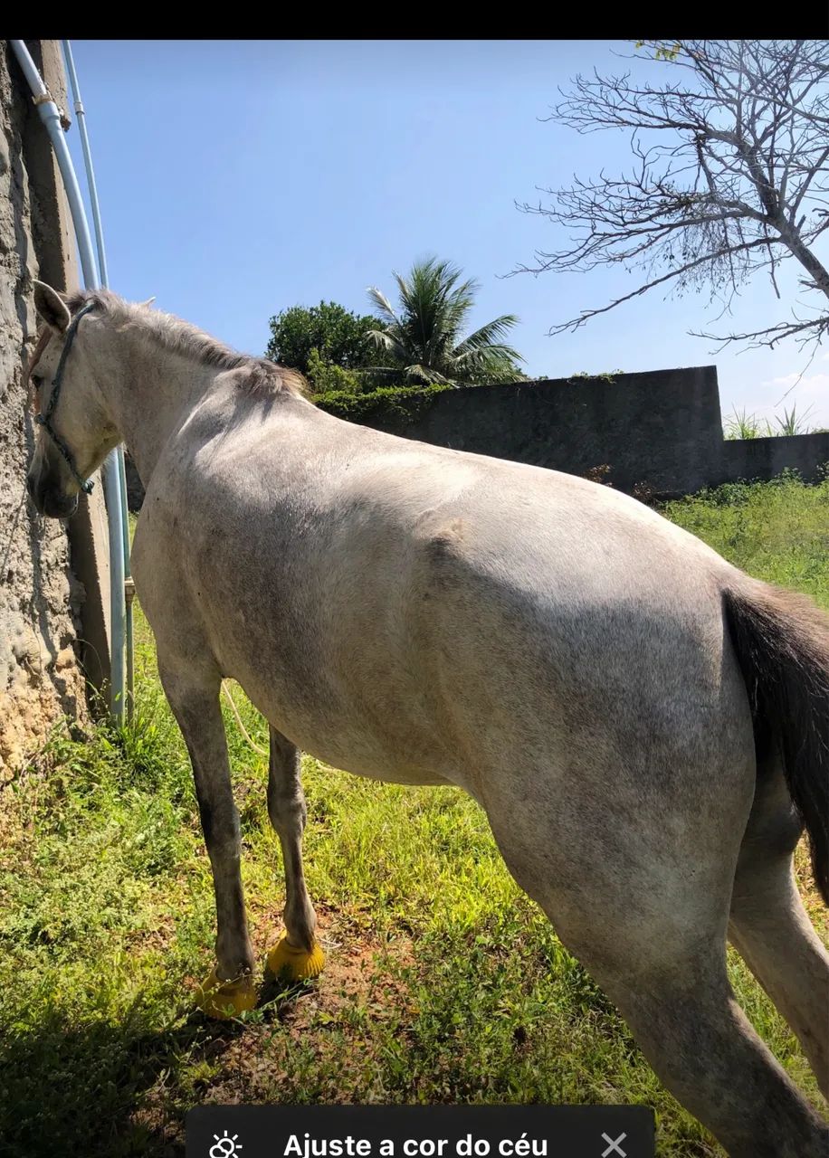 Cavalo
