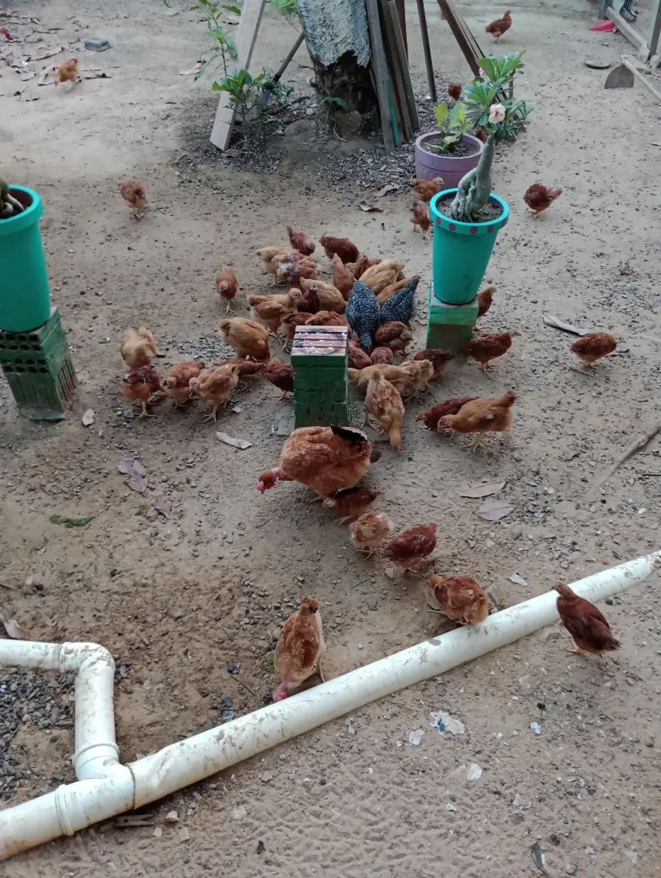 Galinha rodes - Foto 2