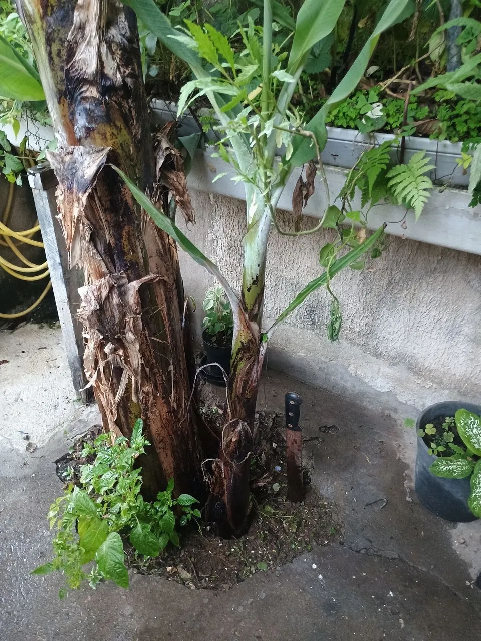 Pe de Banana ? - Foto 2