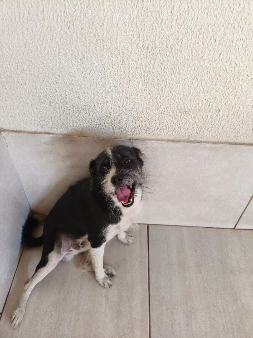 Adoção cachorro  - Foto 3