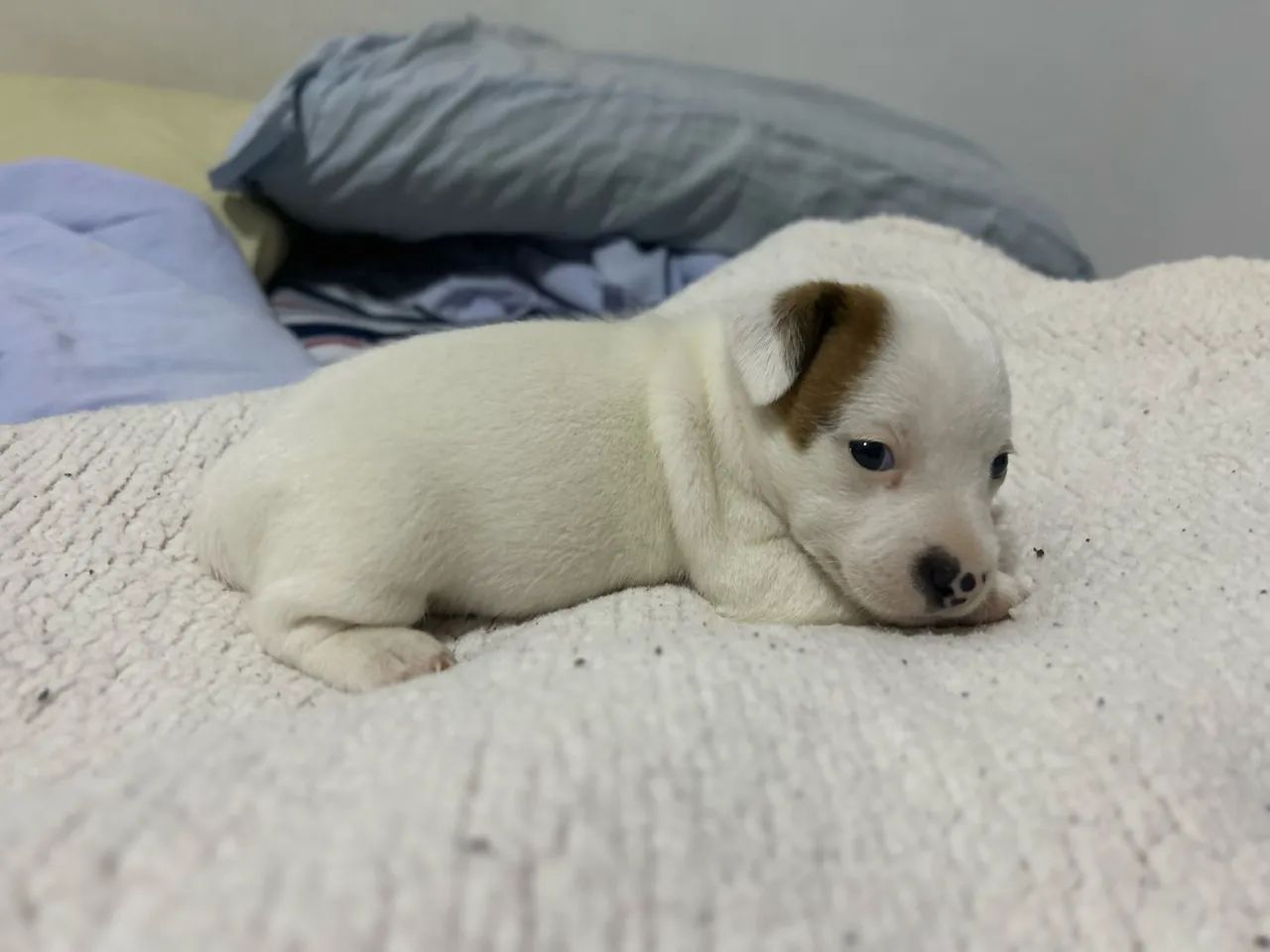 Jack Russel - Foto 4