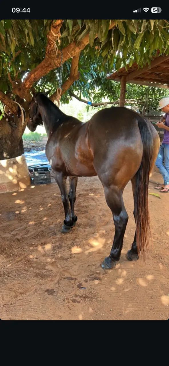 Cavalo