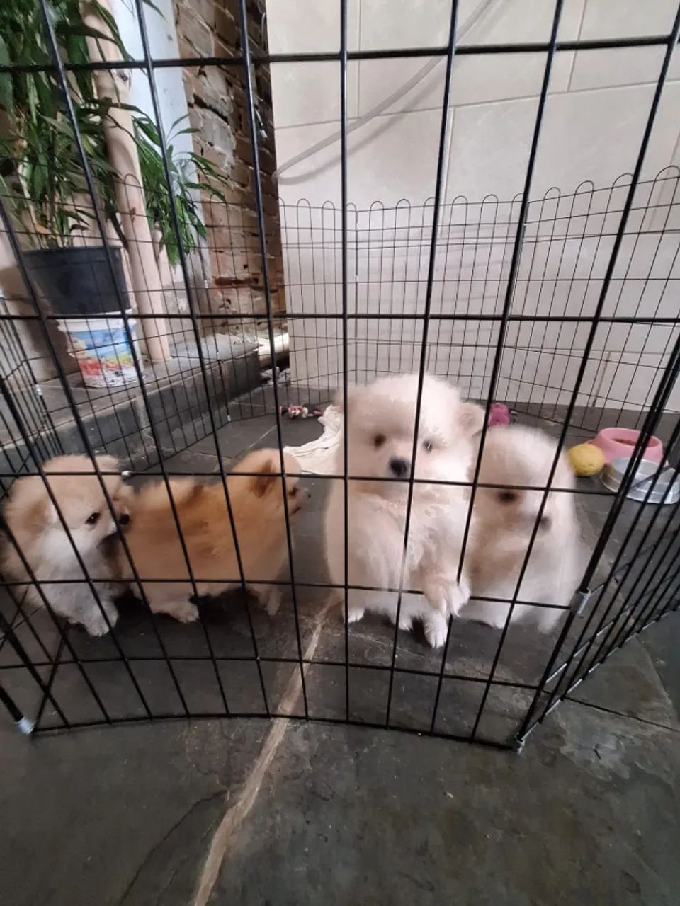 cachorro - Foto 4