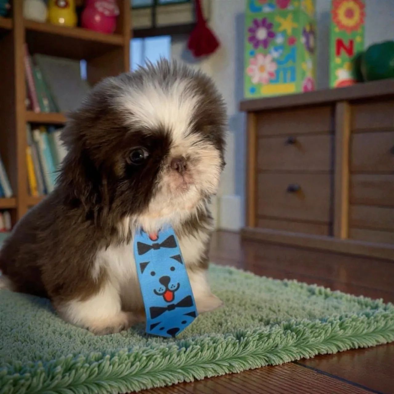 Shihtzu, 56 dias
