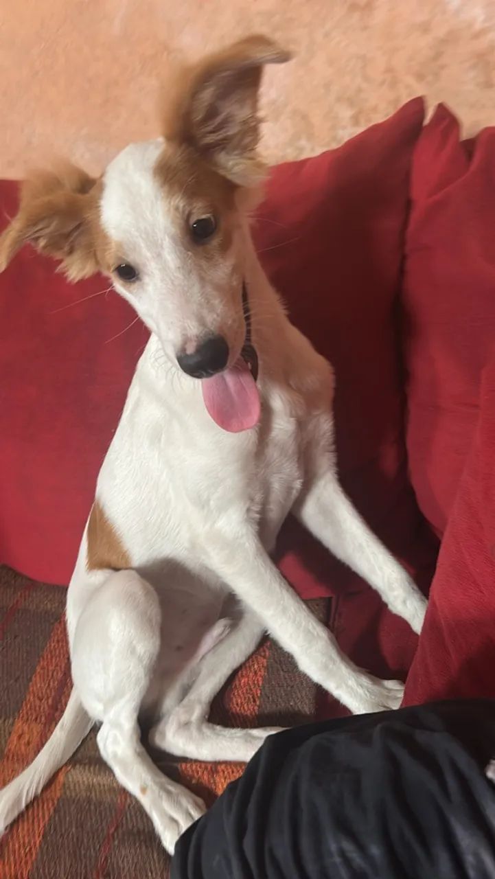 Doação pet - Foto 2
