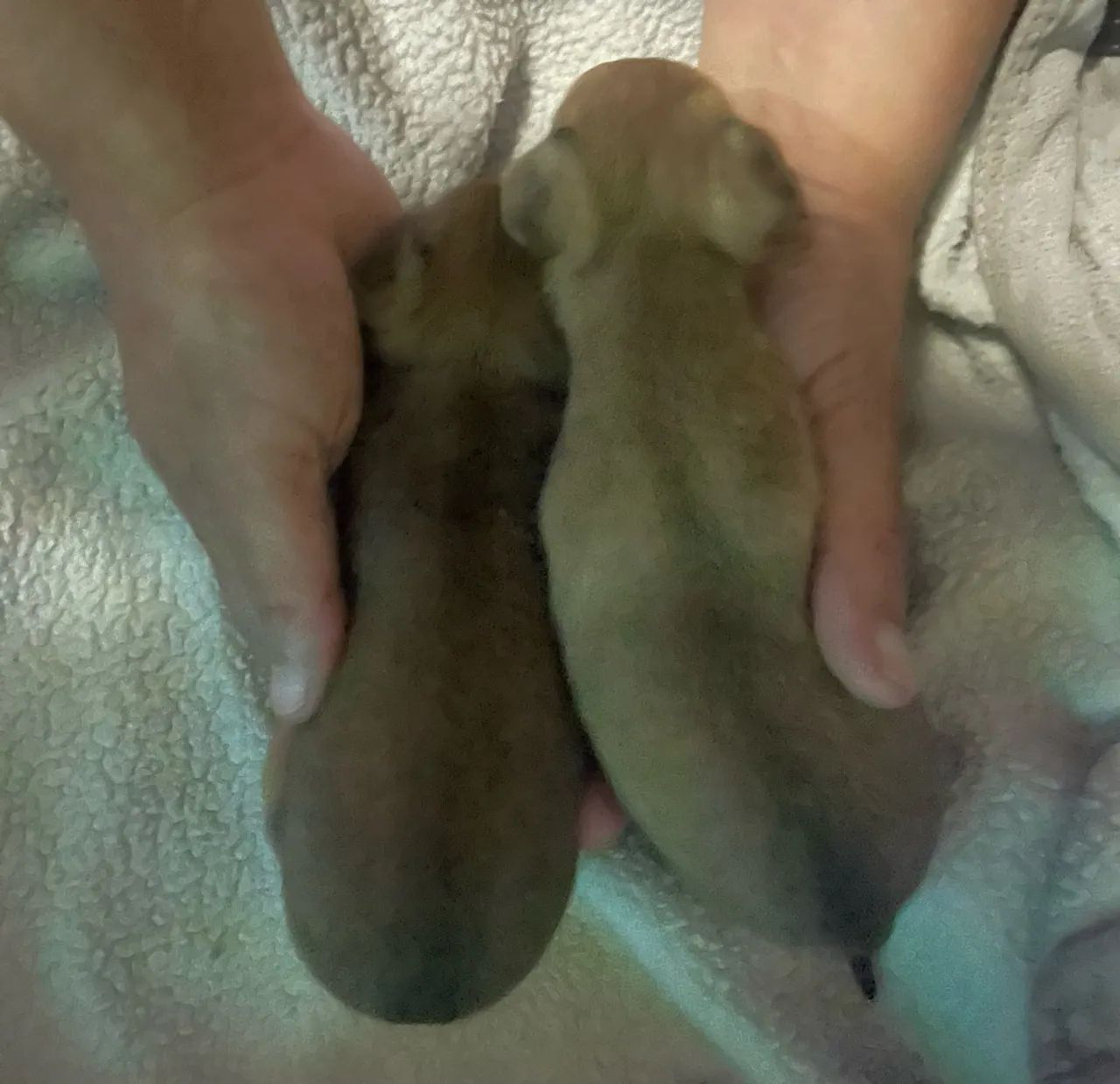 Pinscher - Foto 5
