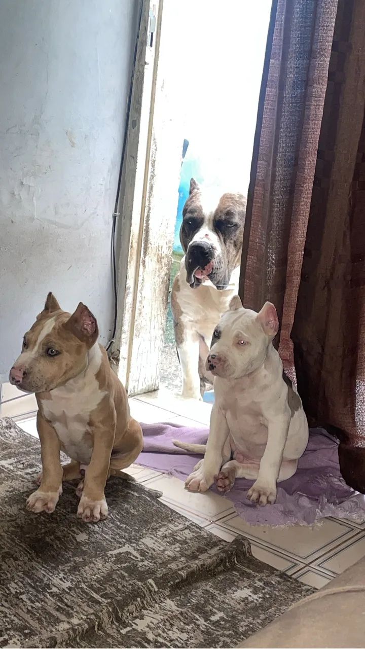 Filhote de Pitbull  - Foto 3