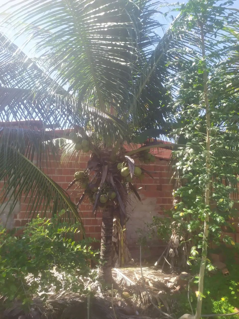 Vendo coqueiro baé - Foto 2