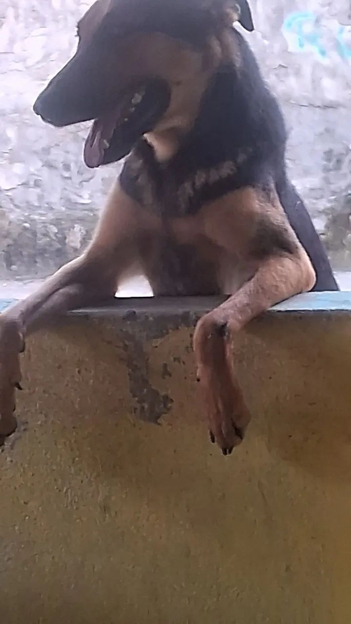 Cachorra pastor alemão  - Foto 3