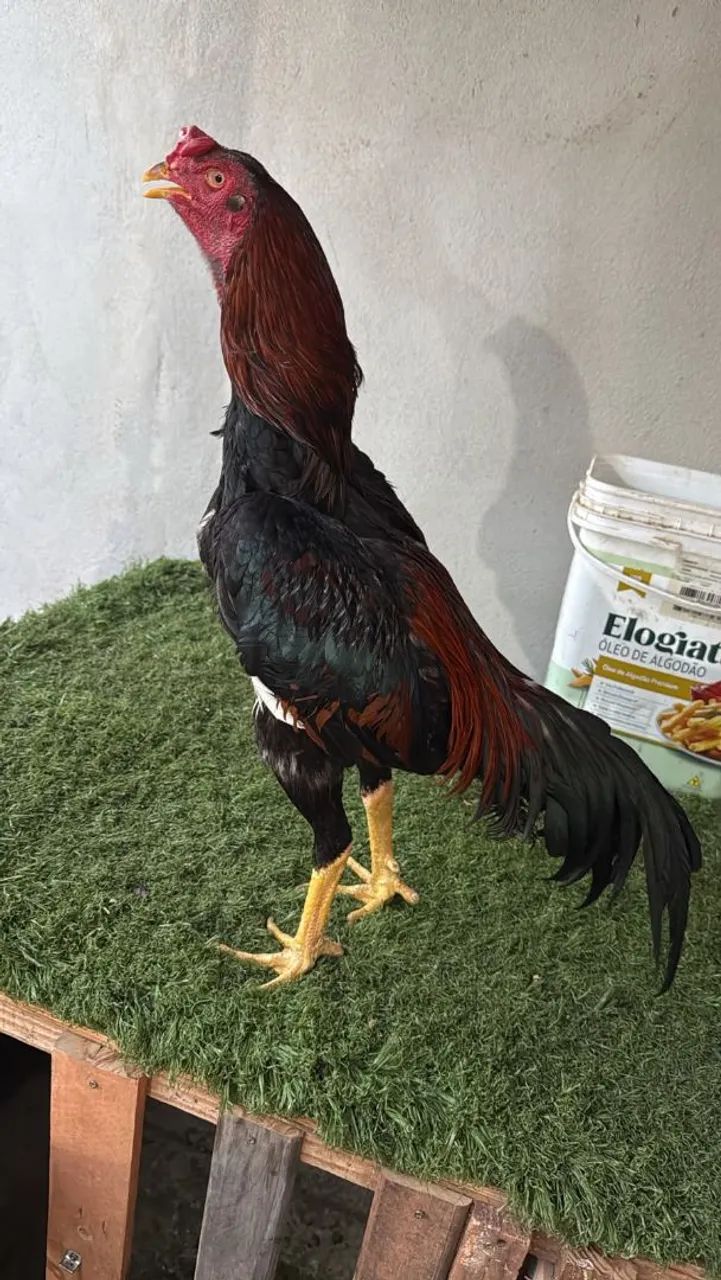 Galo indio - Foto 3